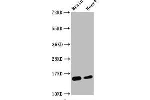 Western Blot Positive WB detected in Mouse brain tissue,Mouse heart tissue All lanes Di-methyl-Histone H3. (Recombinant HIST1H3A 抗体  (H3K4me2))