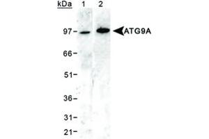 Western blot analysis of ATG9A in 293 cell lysates using ATG9A polyclonal antibody . (ATG9A 抗体  (AA 750-839))