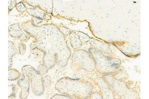 ABIN6263564 and ABIN6273144 at 1/100 staining human normal placenta tissue by IHC-P.