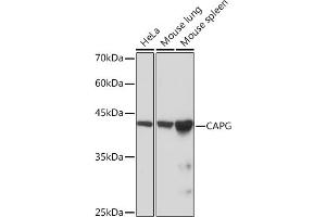 Western blot analysis of extracts of various cell lines, using CAPG Rabbit mAb (ABIN7266061) at 1:1000 dilution. (CAPG 抗体)
