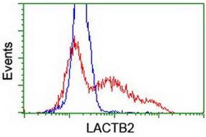 HEK293T cells transfected with either RC201465 overexpress plasmid (Red) or empty vector control plasmid (Blue) were immunostained by anti-LACTB2 antibody (ABIN2454343), and then analyzed by flow cytometry. (LACTB2 抗体)