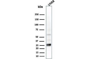 Western Blot Analysis of liver tissue lysate using GSTMu2 Mouse Monoclonal Antibody (CPTC-GSTMu2-2). (GSTM4 抗体)