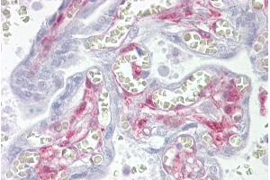 Immunohistochemistry with Placenta tissue at an antibody concentration of 5µg/ml using anti-LGALS1 antibody (ARP58491_P050) (LGALS1/Galectin 1 抗体  (Middle Region))