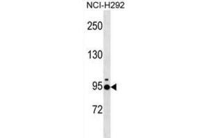Western Blotting (WB) image for anti-Janus Kinase and Microtubule Interacting Protein 2 (JAKMIP2) antibody (ABIN3000763) (JAKMIP2 抗体)