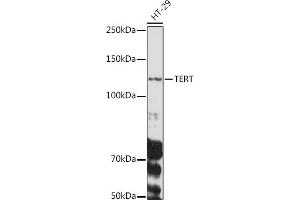 Western blot analysis of extracts of HT-29 cells, using TERT antibody (ABIN3017111, ABIN3017112, ABIN3017113, ABIN1682996 and ABIN6219958) at 1:1000 dilution. (TERT 抗体  (C-Term))