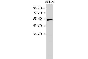 Western Blot analysis of Mouse liver using GCK Polyclonal Antibody at dilution of 1:1000 (GCK 抗体)