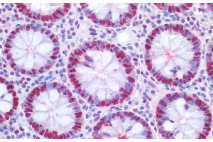 Immunohistochemistry staining of human colon (paraffin-embedded sections) with anti-PCNA (PC10), 10 μg/mL. (PCNA 抗体)