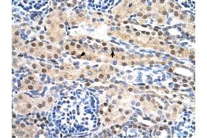 SULF2 antibody was used for immunohistochemistry at a concentration of 4-8 ug/ml to stain Epithelial cells of renal tubule (arrows) in Human Kidney. (SULF2 抗体  (C-Term))