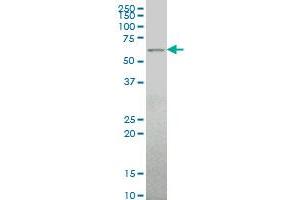 ALG6 monoclonal antibody (M09), clone 2G11 Western Blot analysis of ALG6 expression in Hela S3 NE . (ALG6 抗体  (AA 25-114))