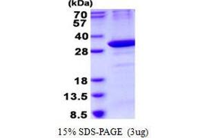 Ornithine Decarboxylase Antizyme 1 (OAZ1) (AA 1-228) protein (His tag)