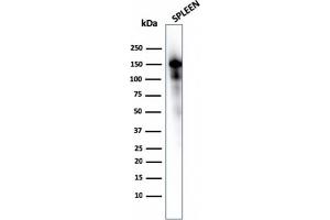 Western Blot Analysis of Spleen tissue lysate using CD163 Mouse Monoclonal Antibody (M130/1210). (CD163 抗体  (AA 43-196))