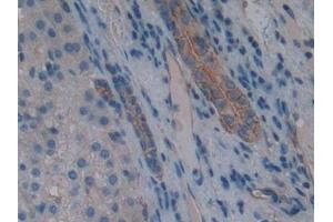Immunohistochemistry (IHC) image for anti-Aquaporin 1 (Colton Blood Group) (AQP1) (AA 201-269) antibody (ABIN7432100)