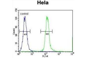 Flow cytometric analysis of Hela cells using CPSF4L Antibody (C-term) Cat. (CPSF4L 抗体  (C-Term))