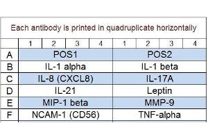 Image no. 1 for Rabbit Cytokine Array Q1 (ABIN4956073) (Rabbit Cytokine Array Q1)