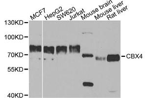 Western blot analysis of extracts of various cell lines, using CBX4 antibody. (CBX4 抗体)
