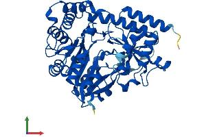 Protein Structure (PS) image for Cysteine-S-conjugate beta-Lyase (CCBL1) (AA 1-424) protein (His tag) (ABIN7558887)