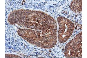 Image no. 3 for anti-Dual Specificity Phosphatase 23 (DUSP23) antibody (ABIN1497930) (DUSP23 抗体)