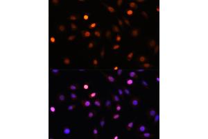 Immunofluorescence analysis of L929 cells using PRMT1 Rabbit pAb (ABIN3021311, ABIN3021312, ABIN3021313 and ABIN6214838) at dilution of 1:100. (PRMT1 抗体  (AA 20-353))