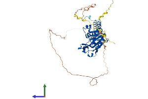 AlphaFold protein structure predicition of Human Recombinant REXO4 Protein, UniprotID Q9GZR2