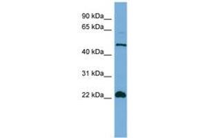 Image no. 1 for anti-Hemogen (HEMGN) (N-Term) antibody (ABIN6745663) (HEMGN 抗体  (N-Term))