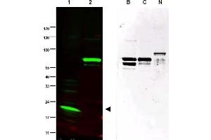 Image no. 1 for anti-SPANX Family, Member C (SPANXC) (AA 31-47) antibody (ABIN401329) (SPANXC 抗体  (AA 31-47))