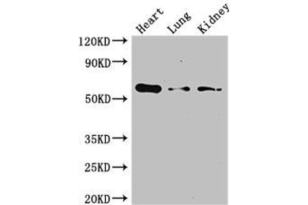 Glucagon Receptor anticorps  (AA 26-136)