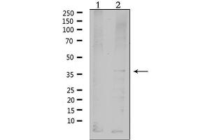 Western blot analysis of extracts from HepG2, using MC4R Antibody. (MC4R 抗体  (C-Term))
