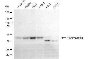 Western blotting analysis using chromobox 8 antibody (ABIN7798066). (CBX8 抗体)
