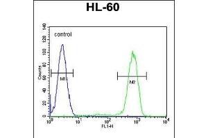 CASP12 Antibody (Center) (ABIN655966 and ABIN2845350) flow cytometric analysis of HL-60 cells (right histogram) compared to a negative control cell (left histogram). (Caspase 12 抗体  (AA 165-193))