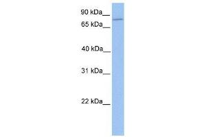 ZNF555 antibody used at 0. (ZNF555 抗体  (N-Term))