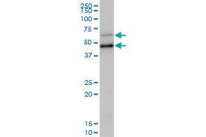 SCP2 MaxPab polyclonal antibody. (SCP2 抗体  (AA 1-322))