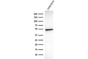 Western Blot Analysis of human Intestine tissue lysate using Cytokeratin 18 Mouse Monoclonal Antibody (DC10). (Cytokeratin 18 抗体)