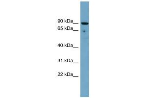 WB Suggested Anti-SLC26A9 Antibody Titration:  0. (Slc26a9 抗体  (Middle Region))