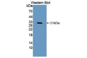 Western Blotting (WB) image for anti-Insulin-Like Growth Factor Binding Protein 4 (IGFBP4) (AA 22-258) antibody (ABIN1172105) (IGFBP4 抗体  (AA 22-258))
