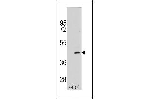 Western blot analysis of P2K4 (arrow) using rabbit polyclonal P2K4 Antibody  (ABIN392418 and ABIN2842027). (MAP2K4 抗体  (AA 235-264))