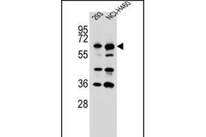 CK Antibody (C-term) (ABIN656313 and ABIN2845615) western blot analysis in 293,NCI- cell line lysates (35 μg/lane). (CKAP4 抗体  (C-Term))