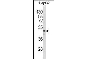 GABRR1 Antibody (N-term) (ABIN1881360 and ABIN2838619) western blot analysis in HepG2 cell line lysates (35 μg/lane). (GABRR1 抗体  (N-Term))
