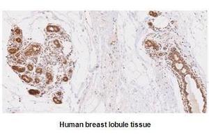 Paraffin embedded sections of human breast lobule tissue were initrocelluloseubated with anti-human UBE2L6 (1:50) for 2 hours at room temperature. (UBE2L6 抗体  (AA 1-152))