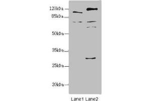 Western blot All lanes: TM9SF1 antibody at 2. (TM9SF1 抗体  (AA 28-230))
