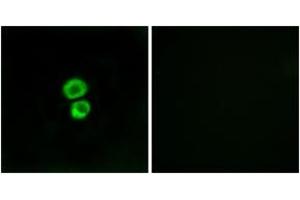 Immunofluorescence analysis of MCF7 cells, using IFM3 Antibody. (IFITM3 抗体  (AA 1-50))