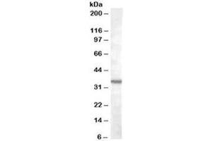 Western blot testing of K562 lysate with BDKRB1 antibody at 2ug/ml. (BDKRB1 抗体)