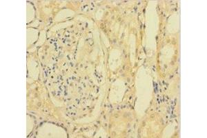 Immunohistochemistry of paraffin-embedded human kidney tissue using ABIN7154460 at dilution of 1:100