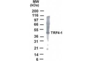 Western Blotting (WB) image for anti-PAP Associated Domain Containing 7 (PAPD7) (AA 447-462) antibody (ABIN2470063) (PAP Associated Domain Containing 7 (PAPD7) (AA 447-462) 抗体)