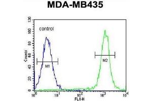 CA026 Antibody (N-term) flow cytometric analysis of MDA-MB435 cells (right histogram) compared to a negative control cell (left histogram). (SWT1 抗体  (N-Term))