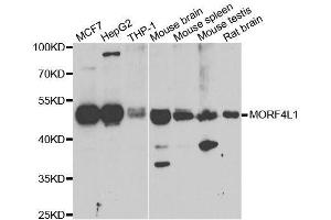 Western blot analysis of extracts of various cell lines, using MORF4L1 antibody. (MORF4L1 抗体  (AA 1-100))
