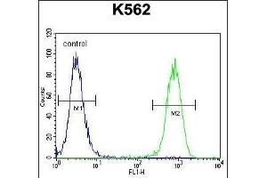 ISWI Antibody (C-term) (ABIN655530 and ABIN2845043) flow cytometric analysis of K562 cells (right histogram) compared to a negative control cell (left histogram). (SMARCA5 抗体  (C-Term))