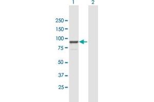 Western Blot analysis of FGD3 expression in transfected 293T cell line by FGD3 MaxPab polyclonal antibody. (FGD3 抗体  (AA 1-725))