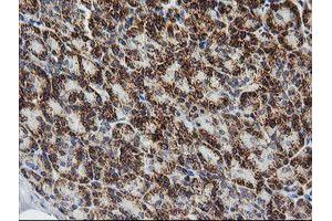Image no. 1 for anti-Prostaglandin E Synthase 2 (PTGES2) antibody (ABIN1500491) (PTGES2 抗体)
