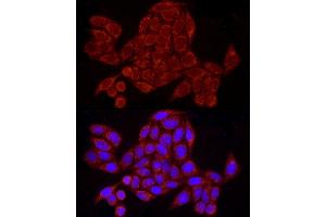 Immunofluorescence analysis of HeLa cells using GRSF1 Rabbit mAb (ABIN7267318) at dilution of 1:50 (40x lens). (GRSF1 抗体)