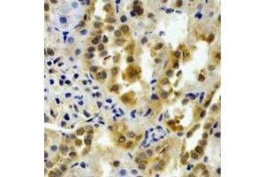 Immunohistochemical analysis of PTGES2 staining in rat kidney formalin fixed paraffin embedded tissue section. (PTGES2 抗体)